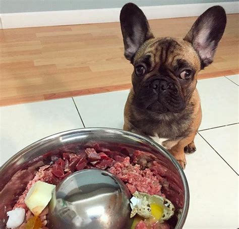 Can French Bulldogs Eat Ham